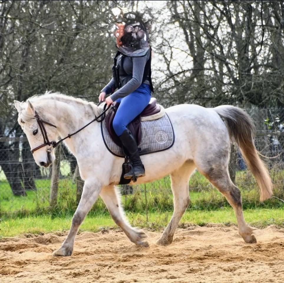 Mare French Saddle Pony For loan 2016 Grey