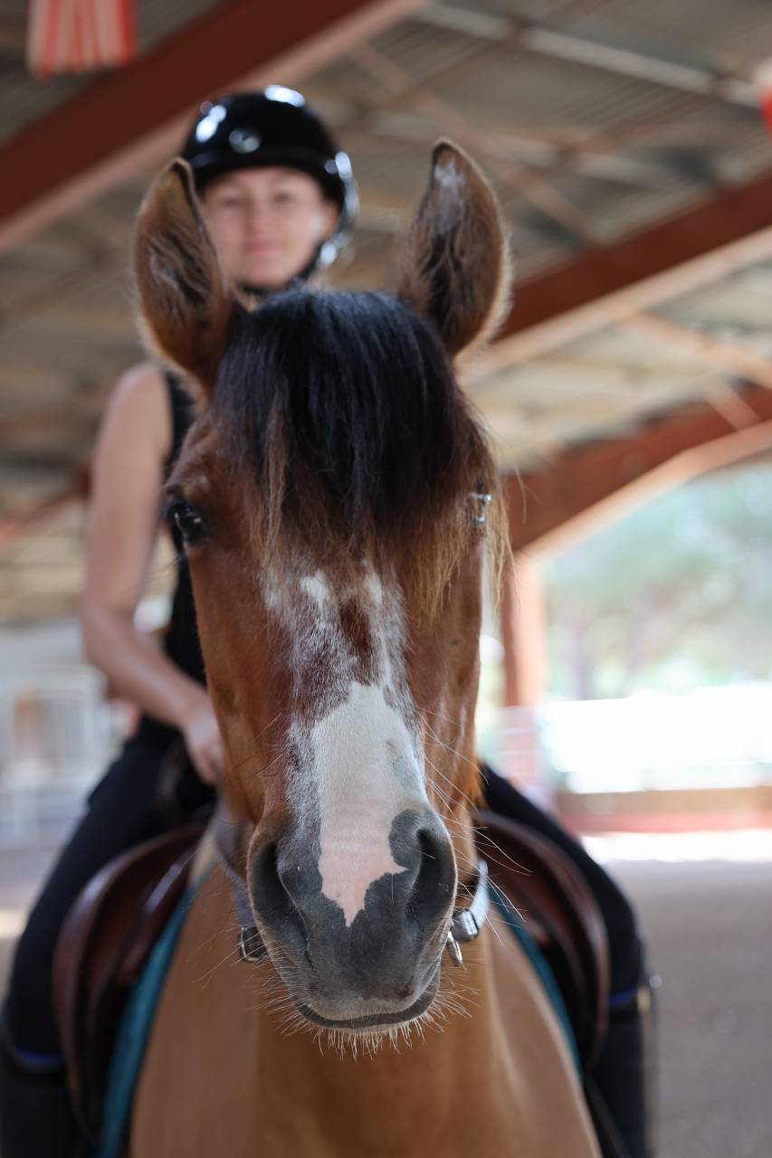 Mare Other Pony Breed Part-Livery 2017 Buckskin