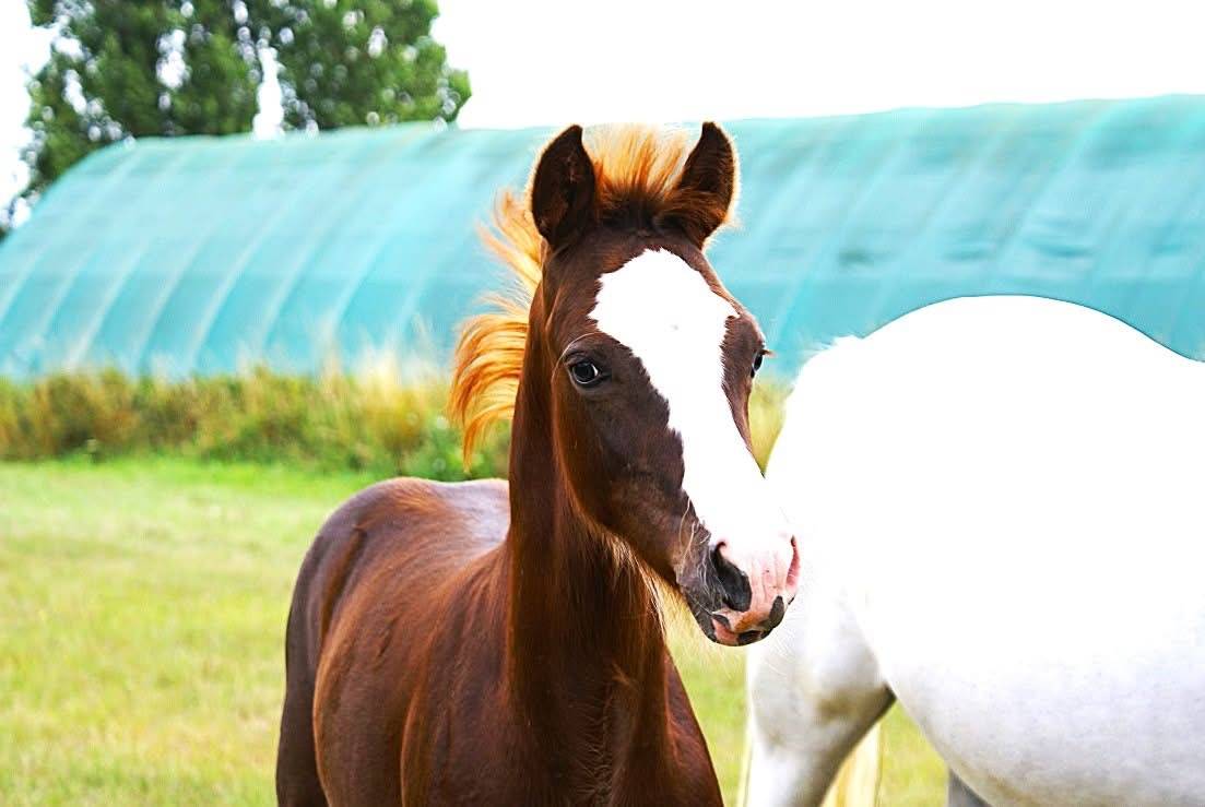 Colt French Saddle Pony For sale 2025 Chesnut