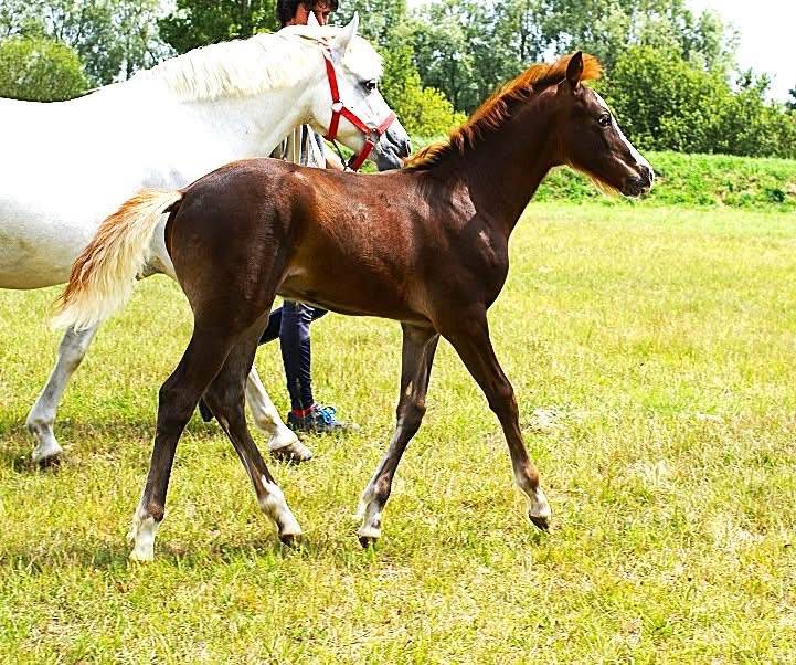 Colt French Saddle Pony For sale 2025 Chesnut