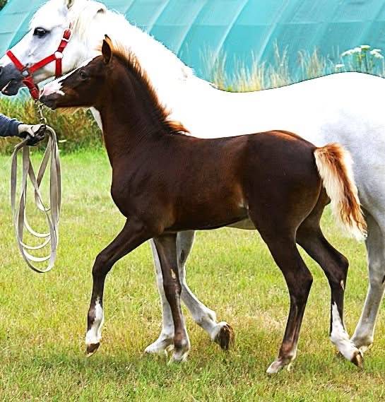 Colt French Saddle Pony For sale 2025 Chesnut