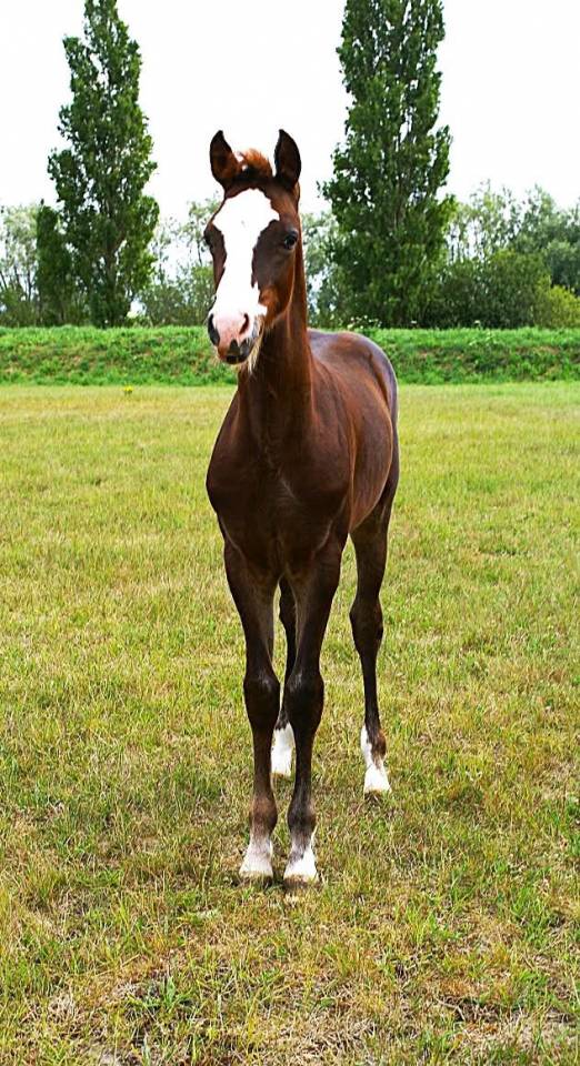 Colt French Saddle Pony For sale 2025 Chesnut