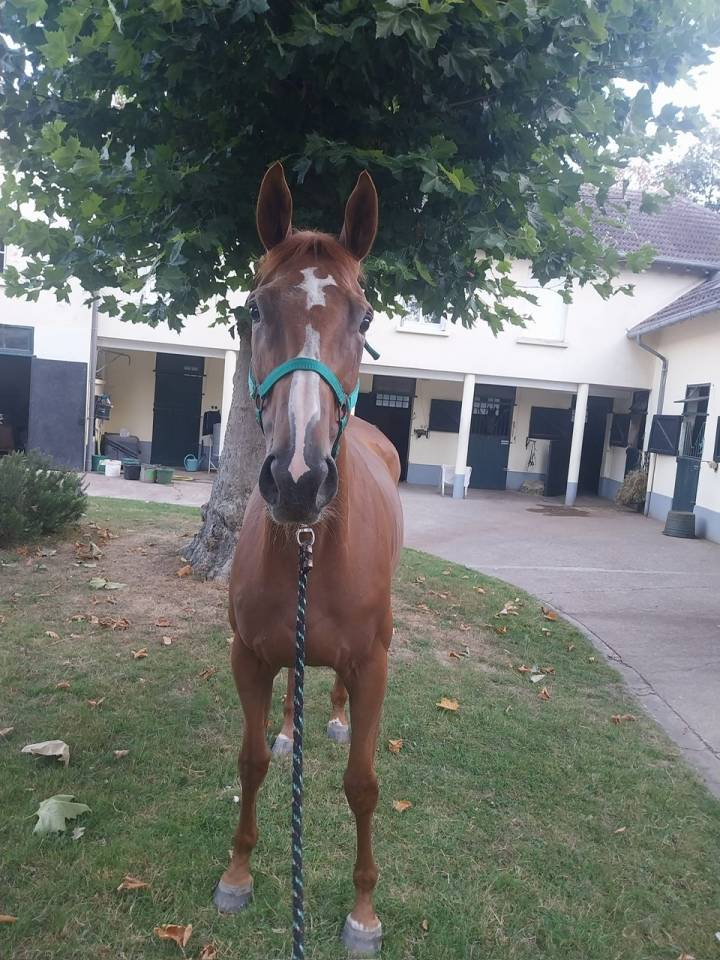 Broodmare English Thoroughbred For sale 2017 Chesnut