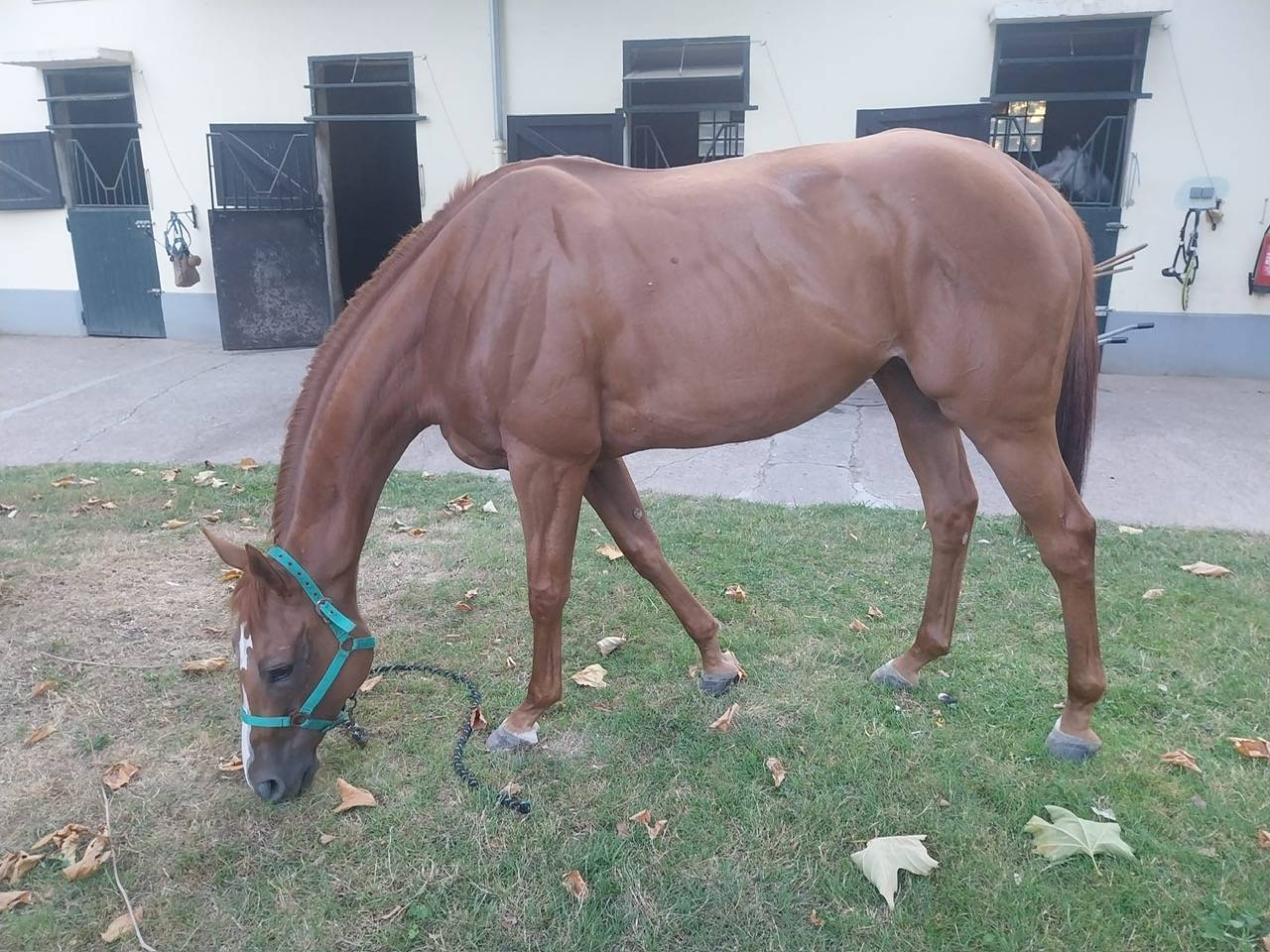 Broodmare English Thoroughbred For sale 2017 Chesnut