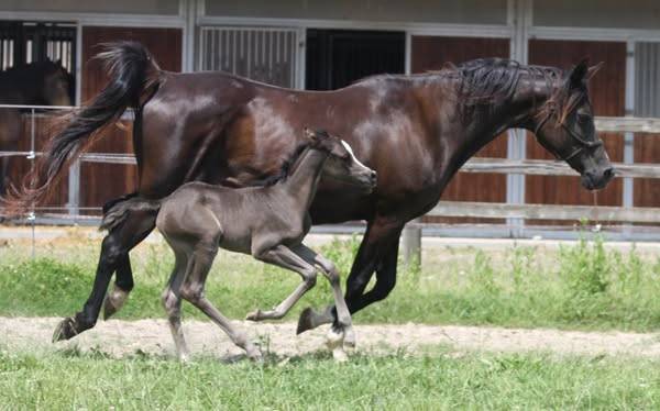 Filly Arabian For sale 2025 Black
