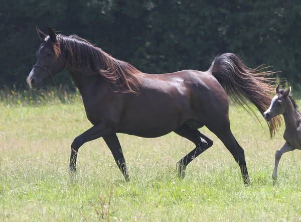 Filly Arabian For sale 2025 Black