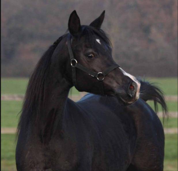 Filly Arabian For sale 2025 Black