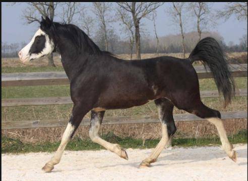 Filly Arabian For sale 2025 Black