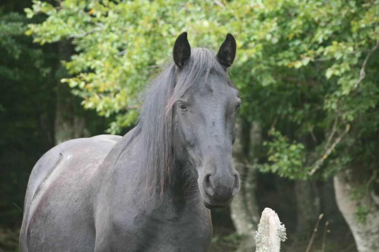 Gelding Mérens For sale 2019 Black