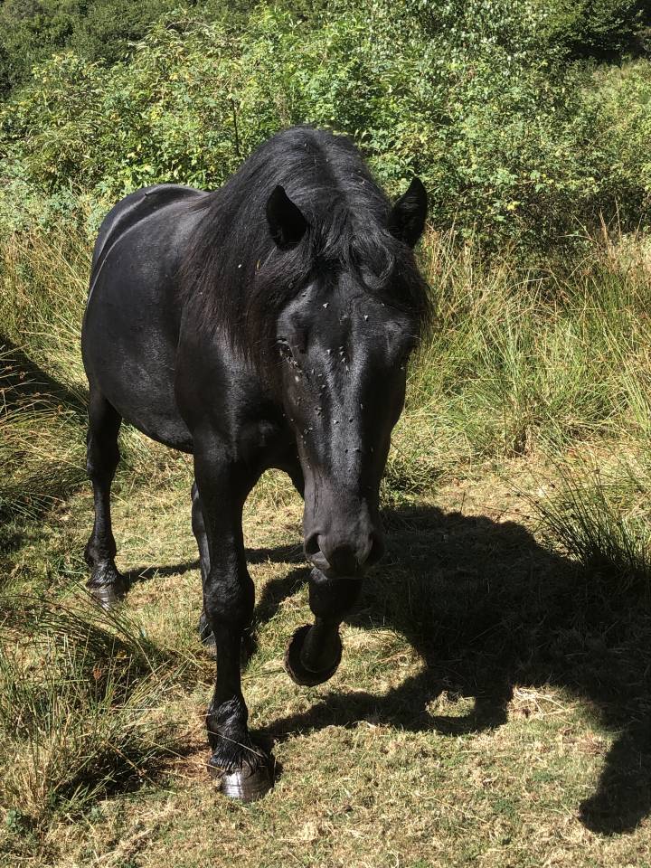 Gelding Mérens For sale 2019 Black