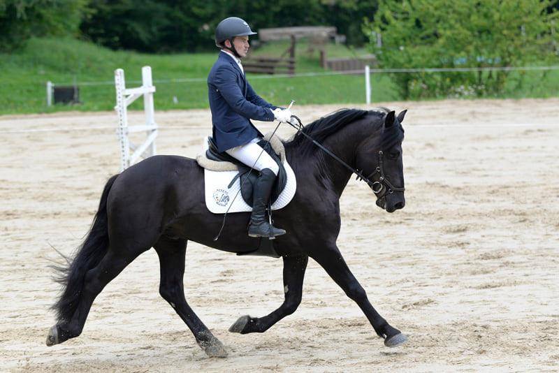 Gelding M&eacute;rens For sale 2023 Black