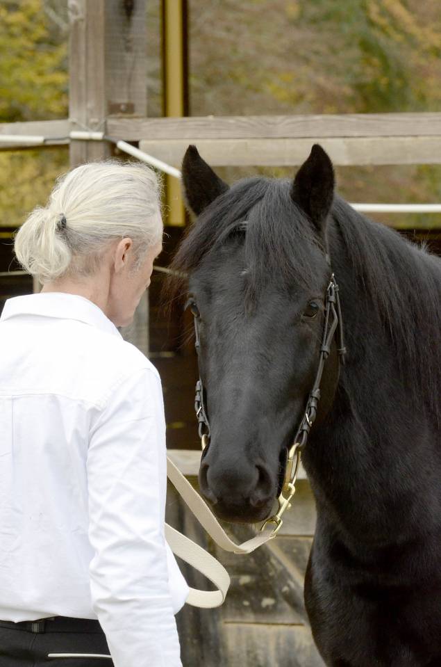 Gelding M&eacute;rens For sale 2023 Black