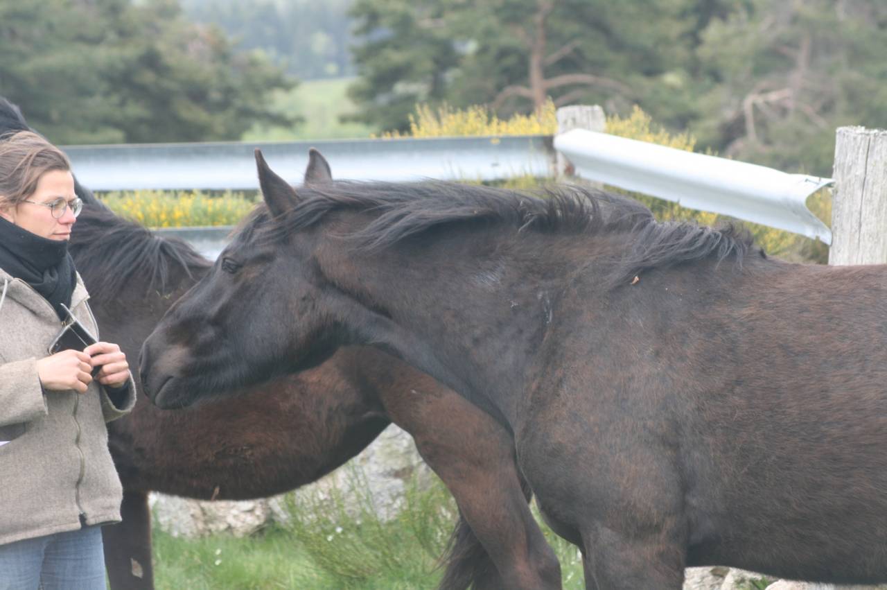 Gelding M&eacute;rens For sale 2023 Black