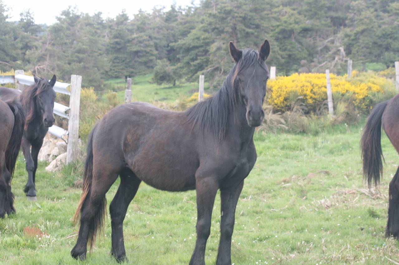 Gelding M&eacute;rens For sale 2023 Black