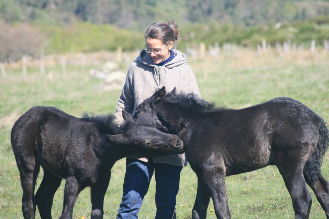 Colt Mérens For sale 2025 Black