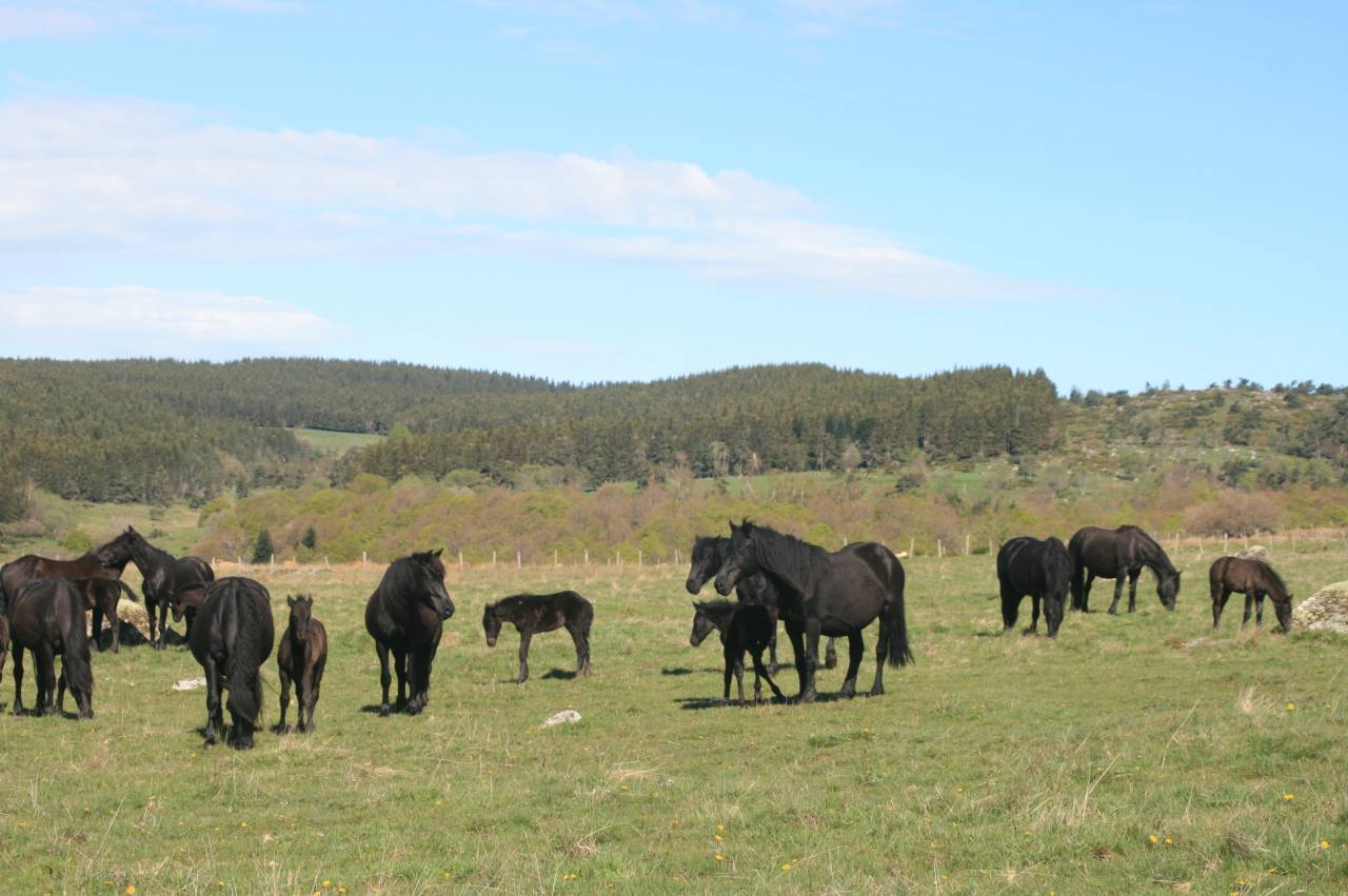 Colt Mérens For sale 2025 Black