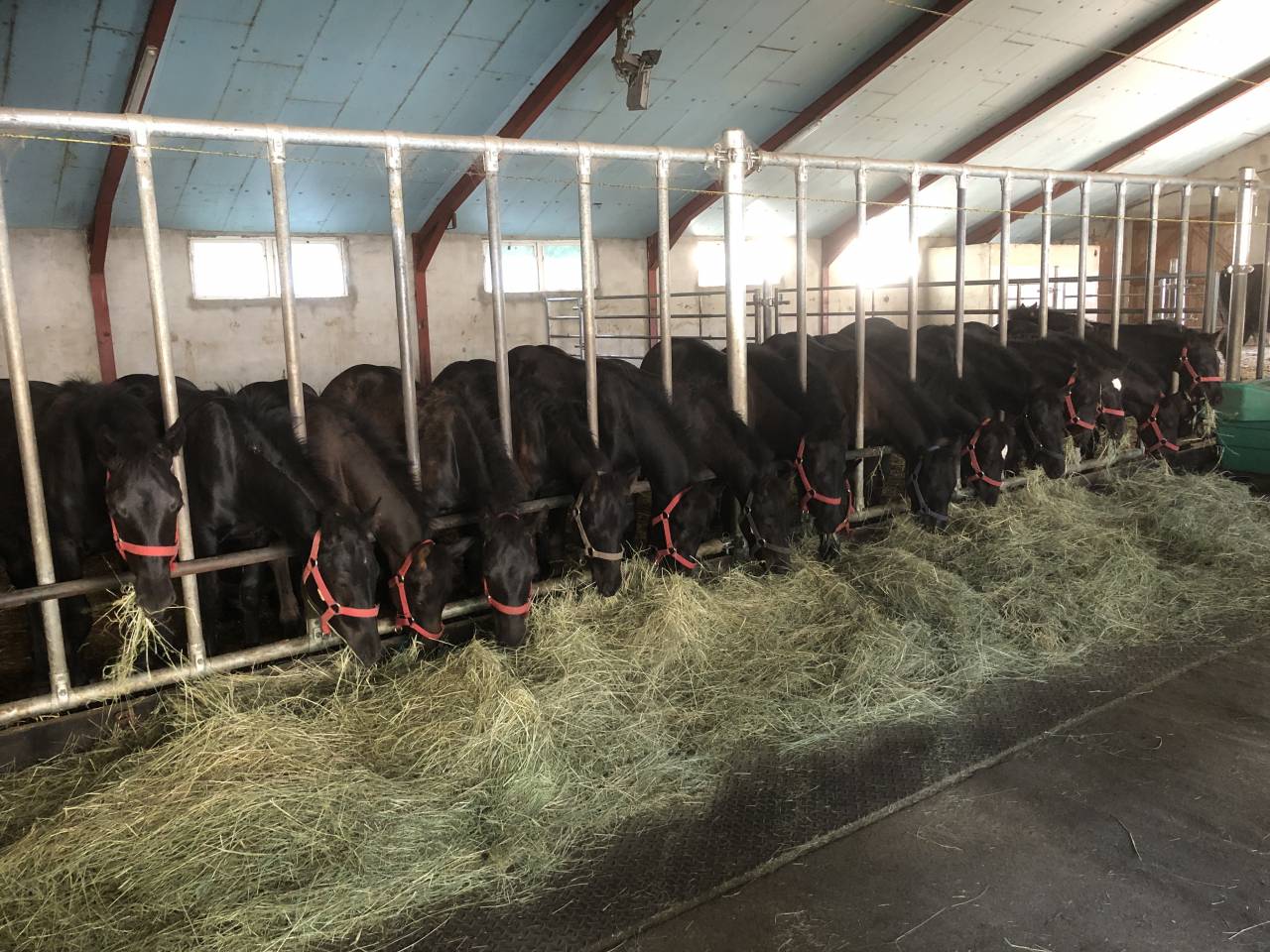 Colt Mérens For sale 2025 Black