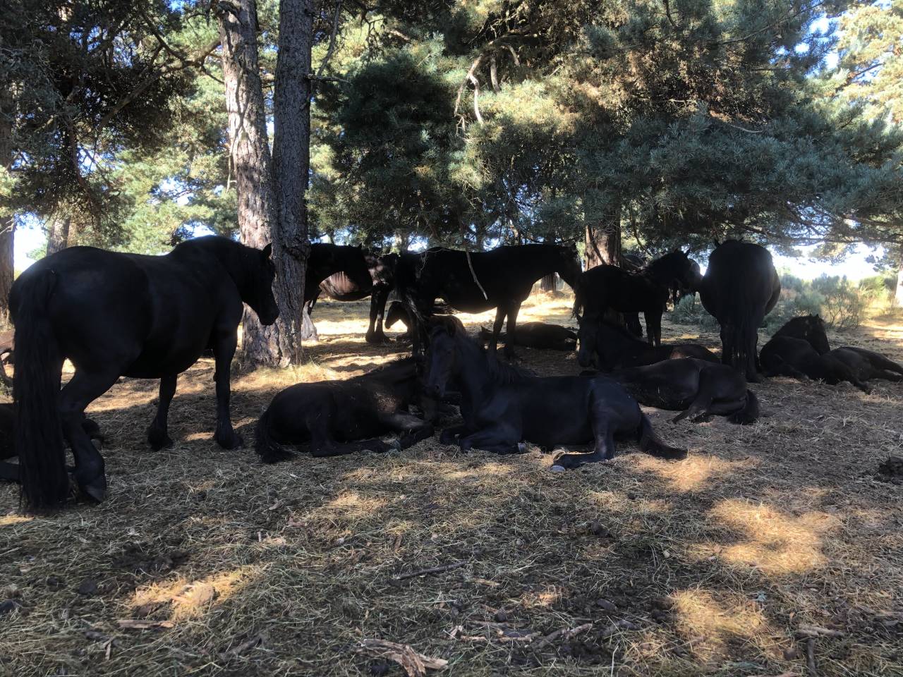 Colt Mérens For sale 2025 Black