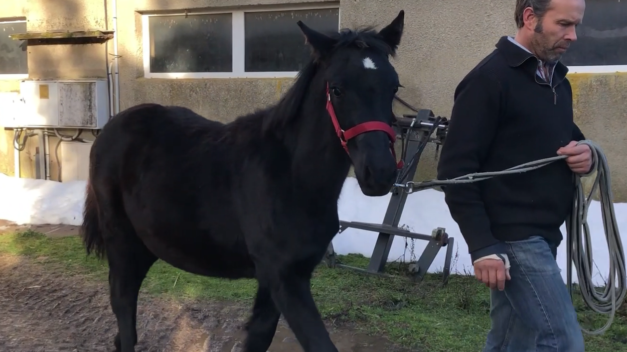 Colt M&eacute;rens For sale 2025 Black