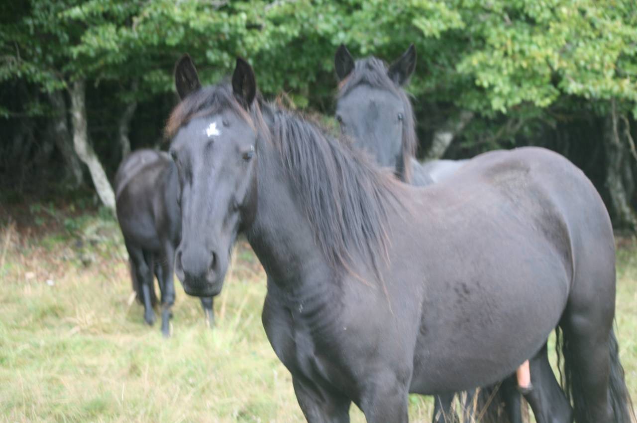 Gelding Mérens For sale 2022 Black