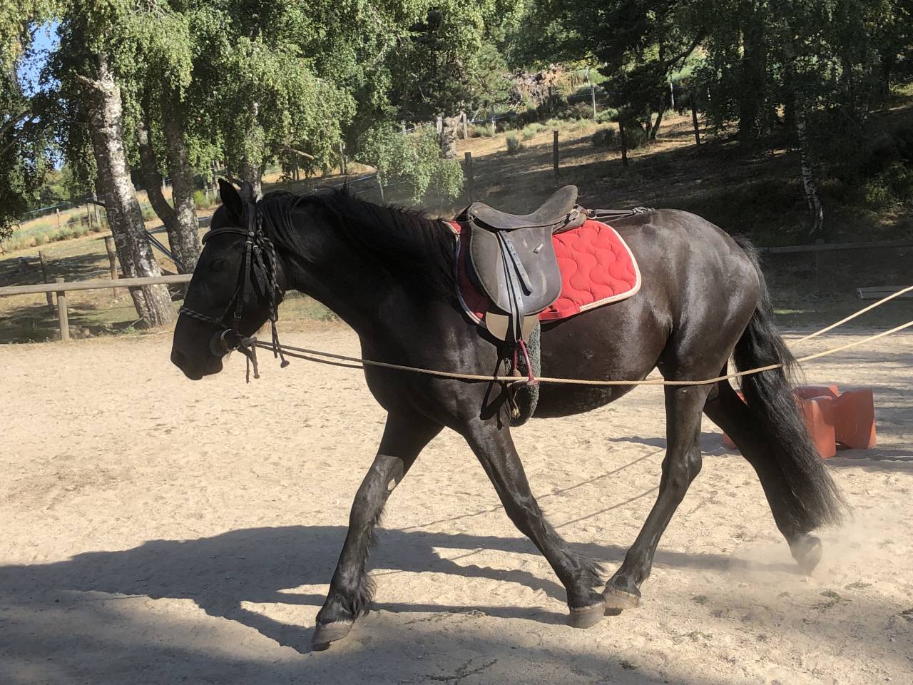 Gelding Mérens For sale 2022 Black