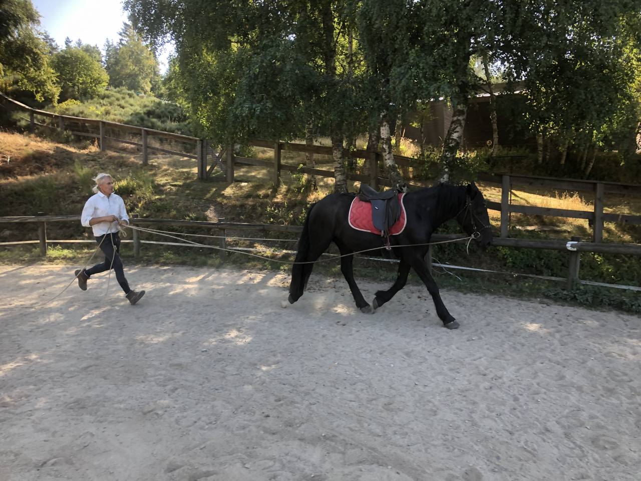 Gelding Mérens For sale 2022 Black