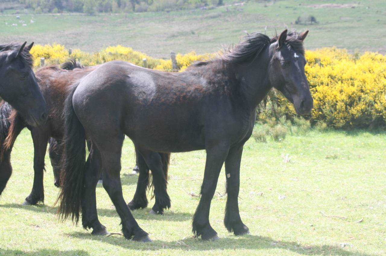 Gelding Mérens For sale 2022 Black
