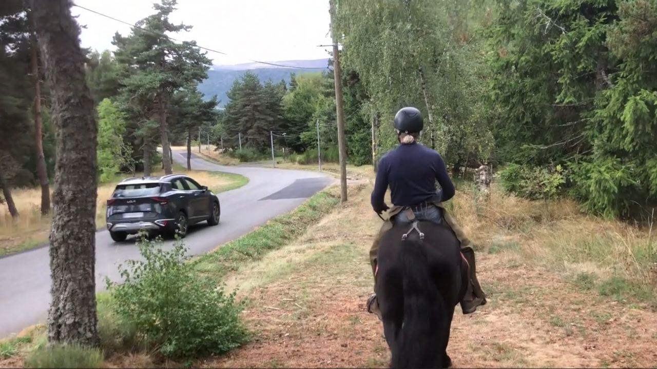 Gelding Mérens For sale 2022 Black