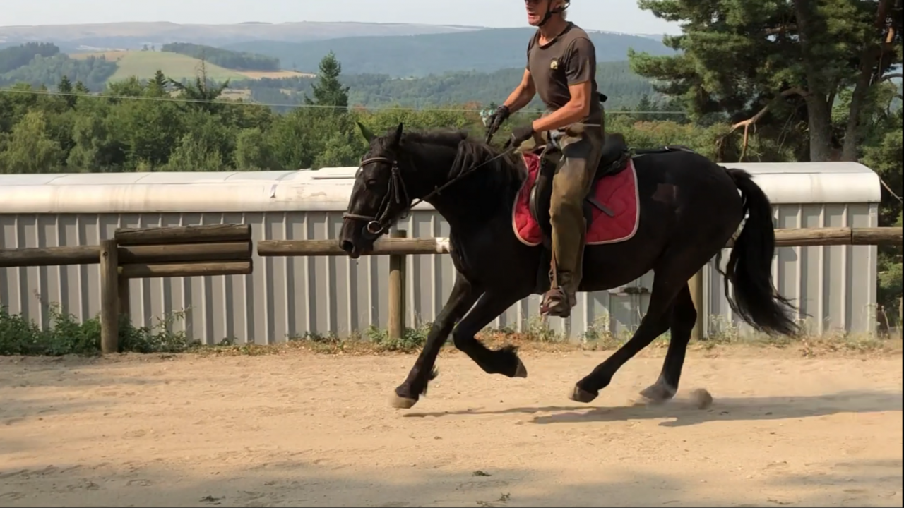 Gelding Mérens For sale 2022 Black