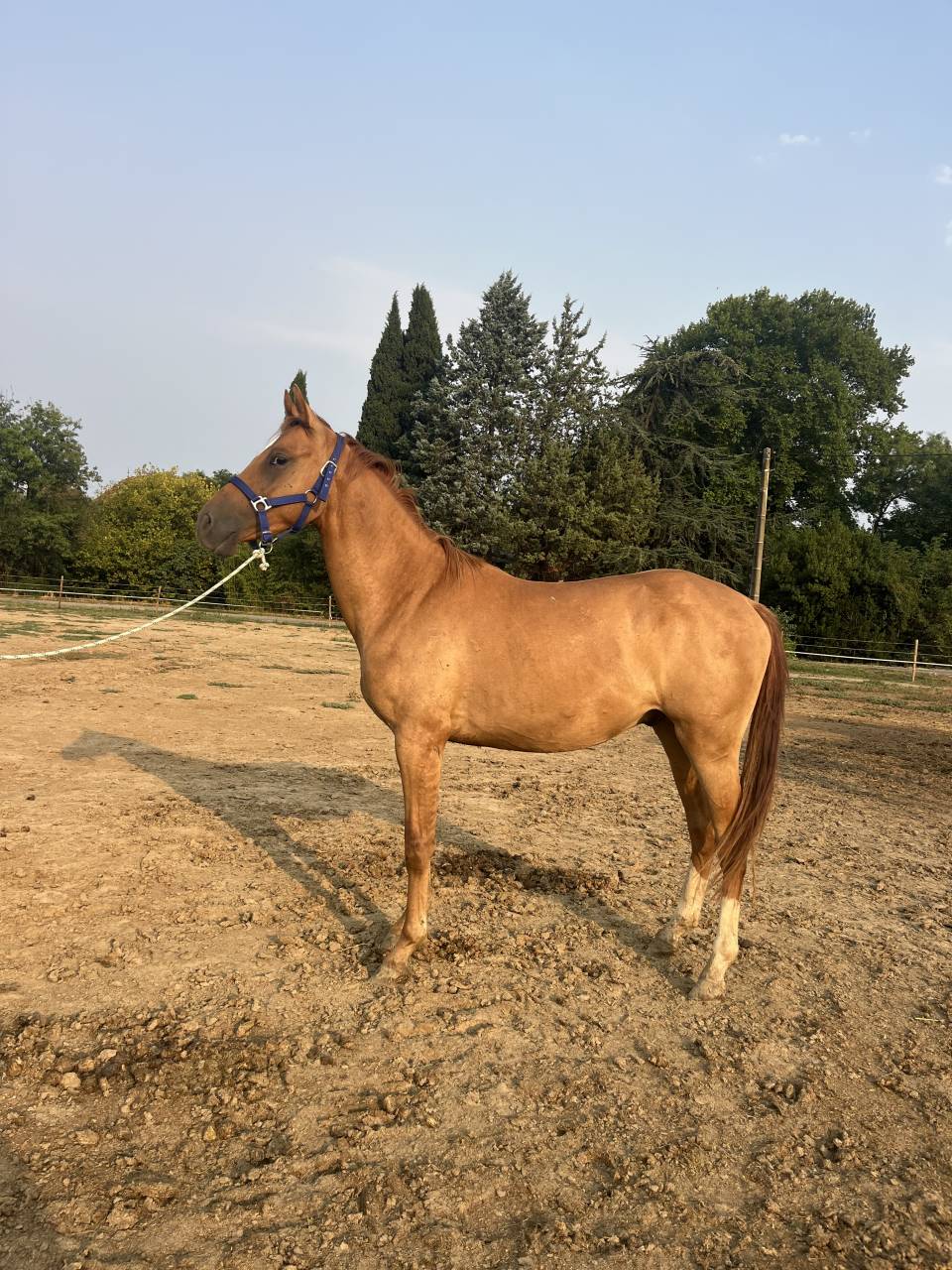 Gelding British Spotted Pony For sale 2023 Chesnut