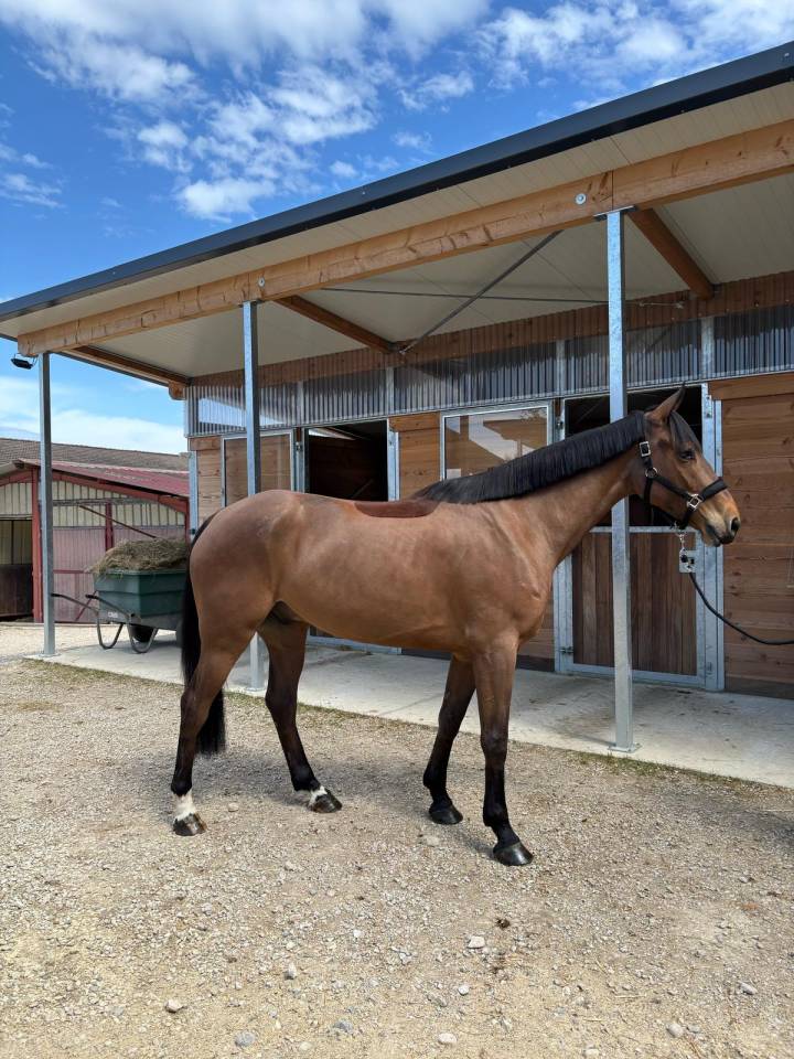 Gelding AES Anglo European Studbook For sale 2021 Bay