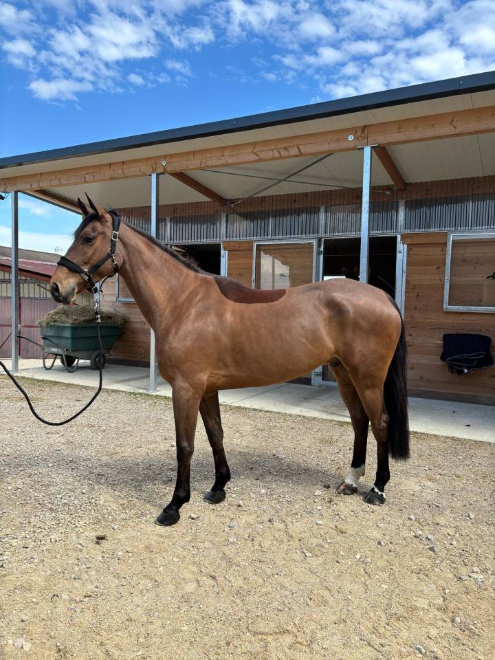Gelding AES Anglo European Studbook For sale 2021 Bay