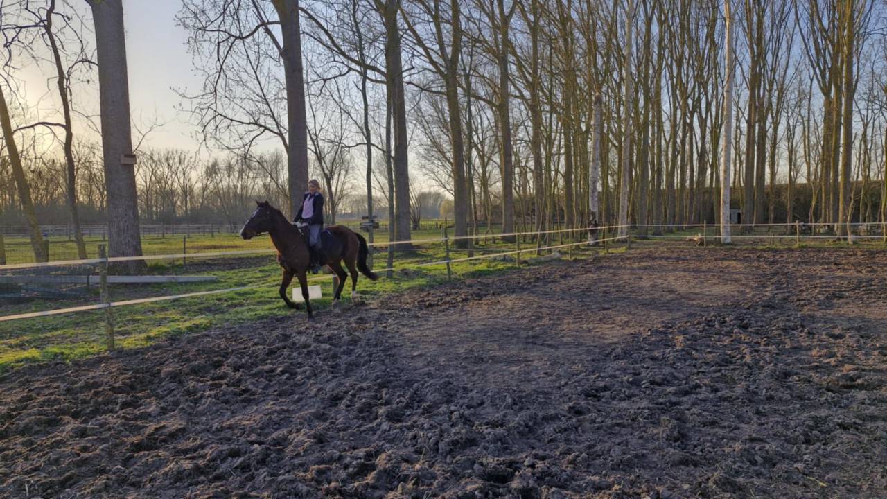 Gelding PRE Pure Spanish Bred For sale 2020 Bay