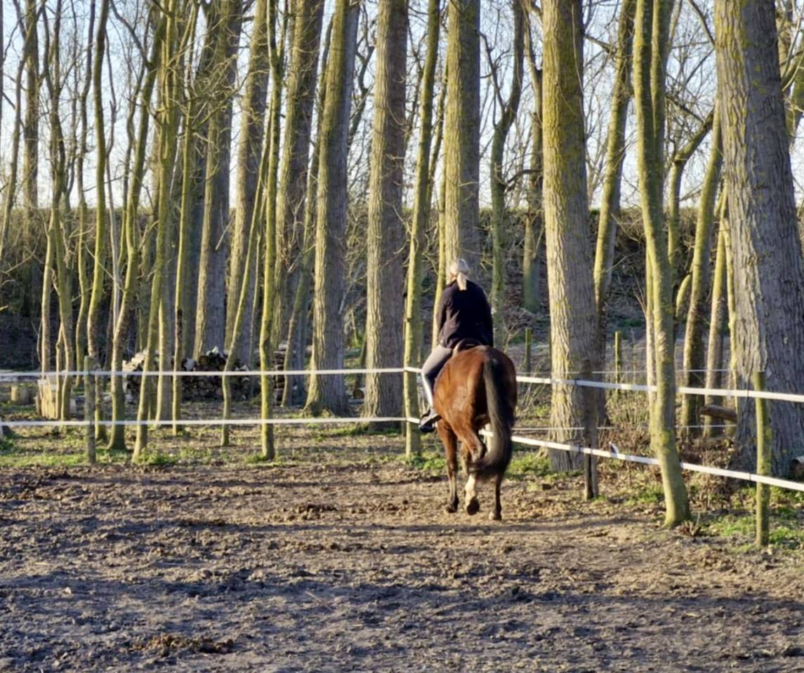 Gelding PRE Pure Spanish Bred For sale 2020 Bay