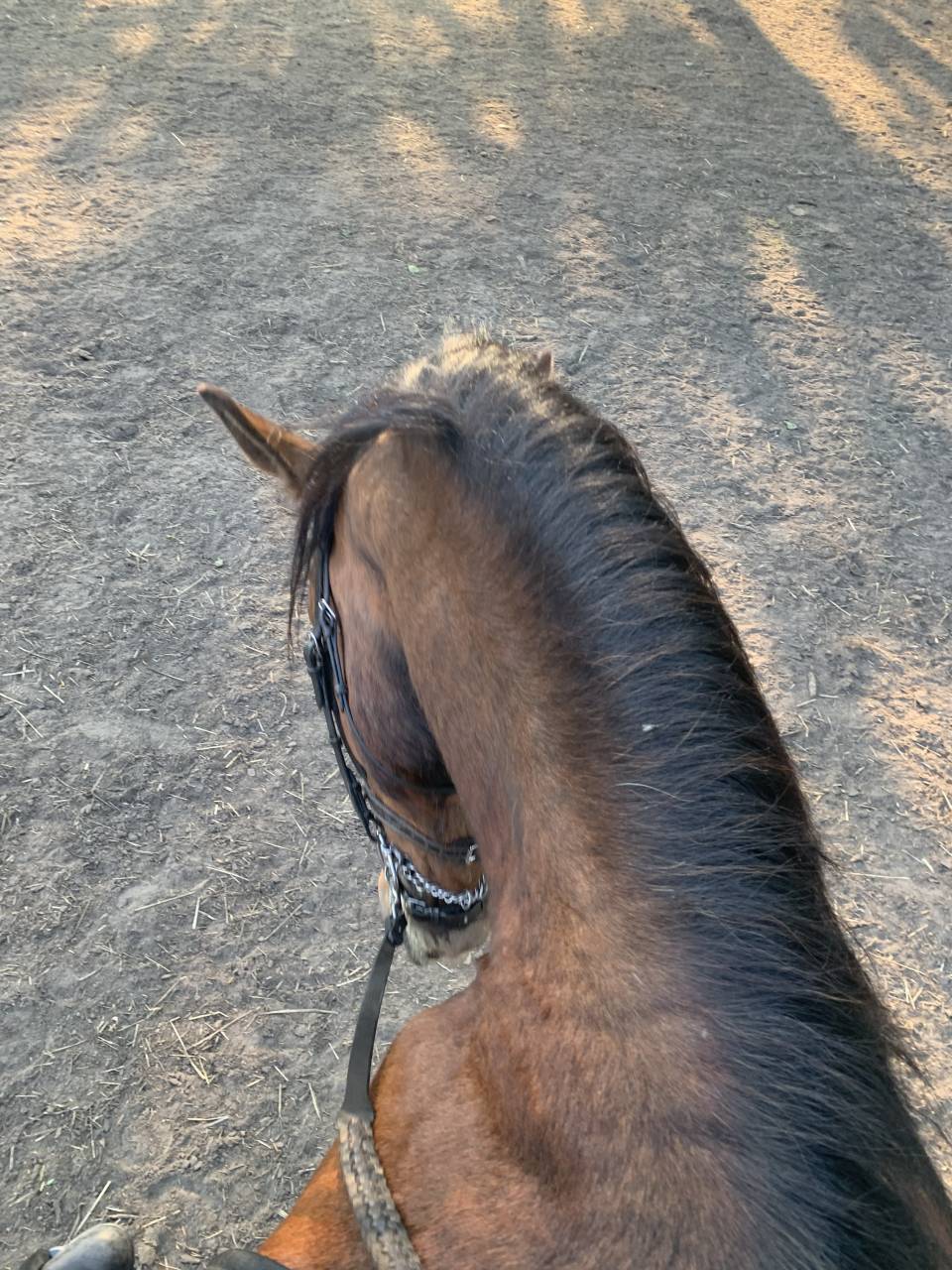 Gelding PRE Pure Spanish Bred For sale 2020 Bay