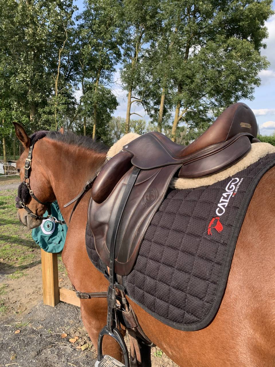 Gelding PRE Pure Spanish Bred For sale 2020 Bay