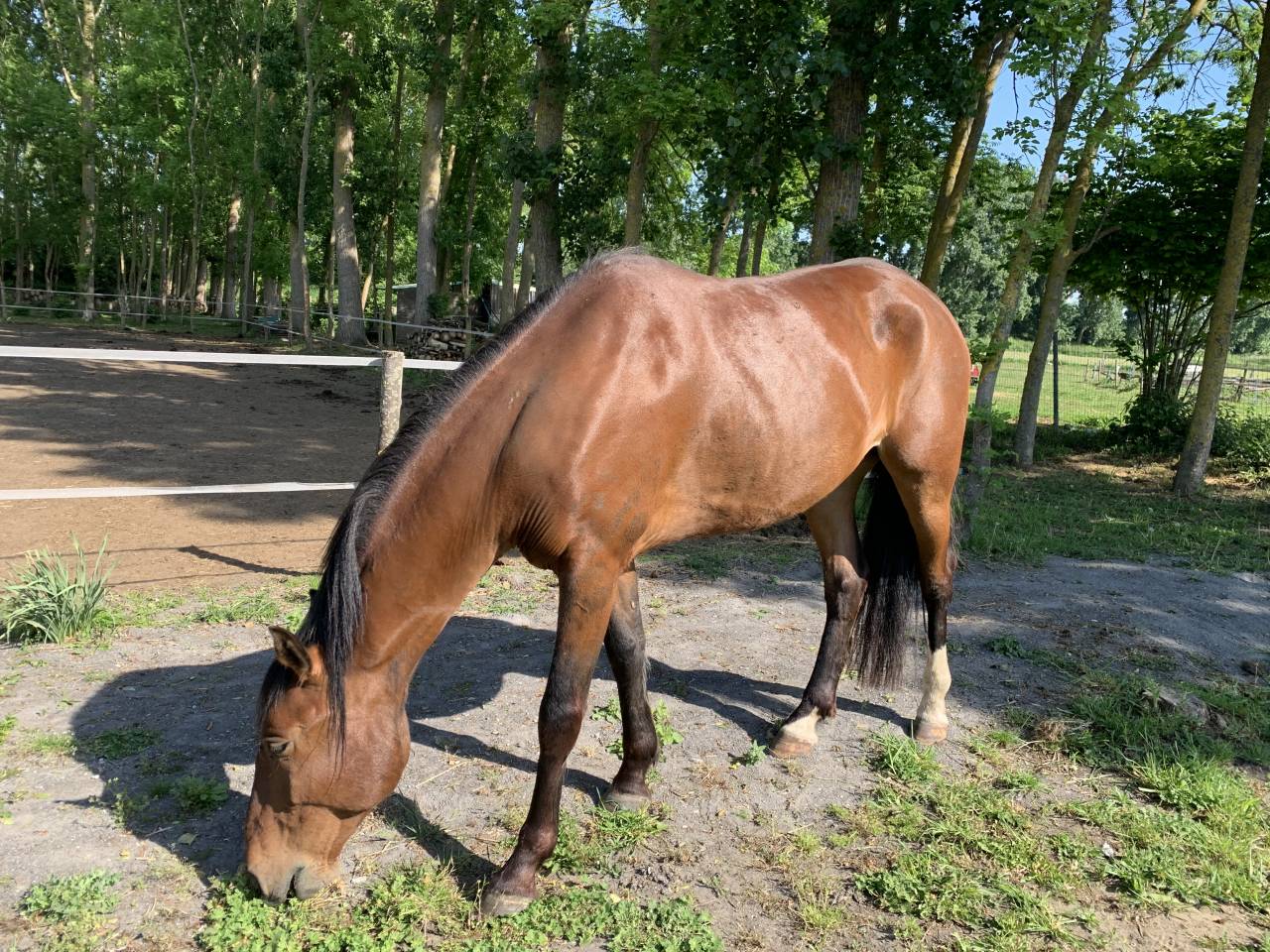 Gelding PRE Pure Spanish Bred For sale 2020 Bay