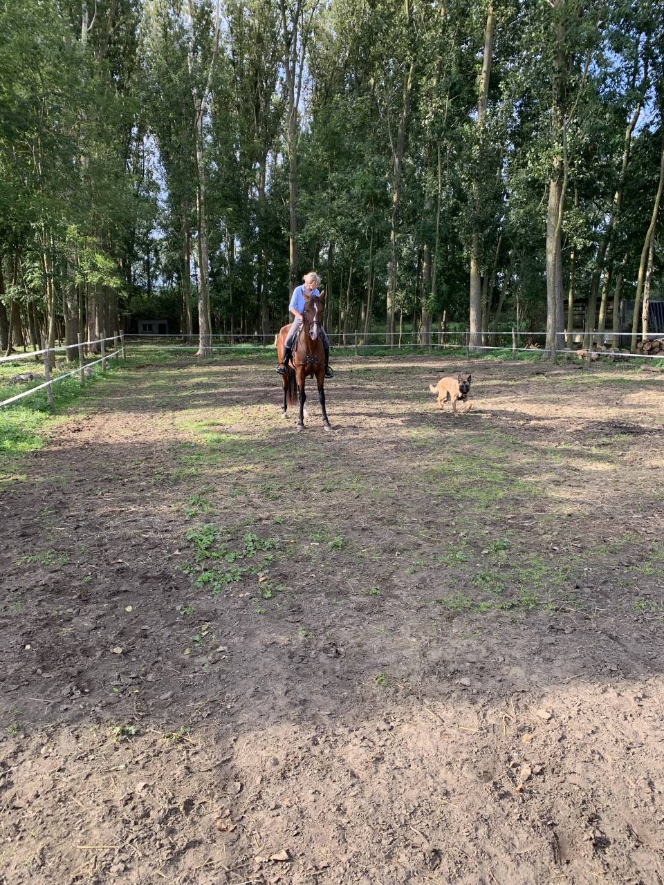 Gelding PRE Pure Spanish Bred For sale 2020 Bay