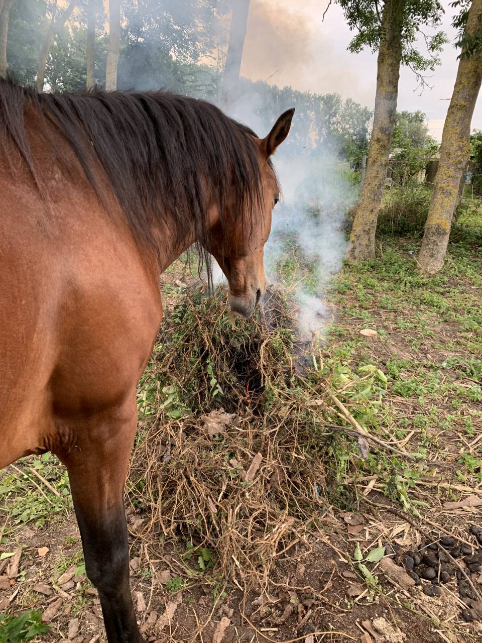 Gelding PRE Pure Spanish Bred For sale 2020 Bay
