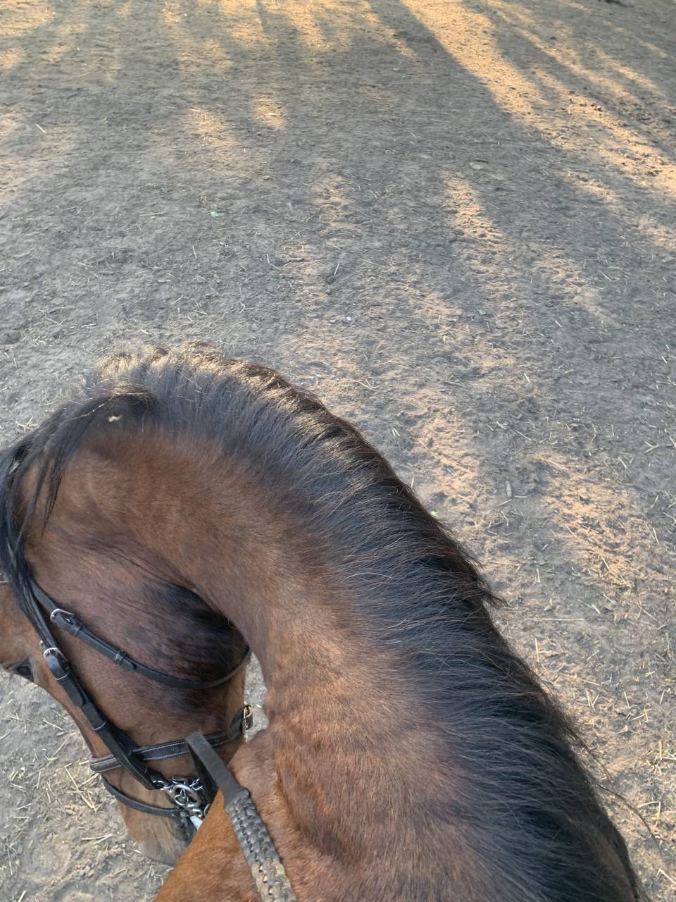 Gelding PRE Pure Spanish Bred For sale 2020 Bay