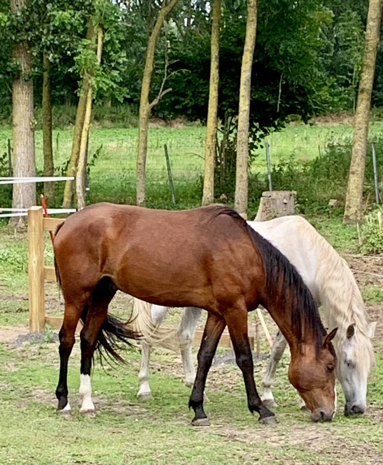 Gelding PRE Pure Spanish Bred For sale 2020 Bay