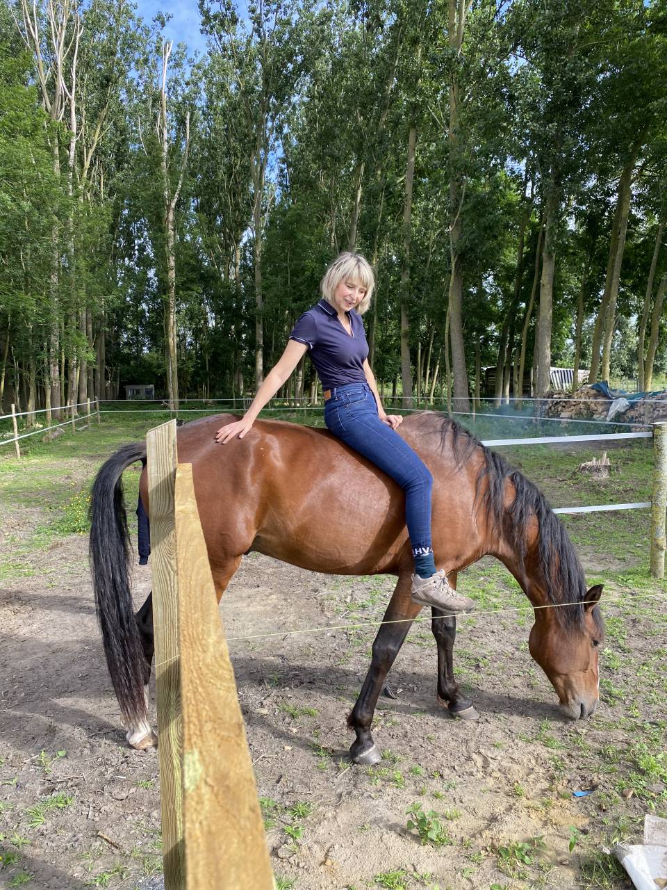 Gelding PRE Pure Spanish Bred For sale 2020 Bay