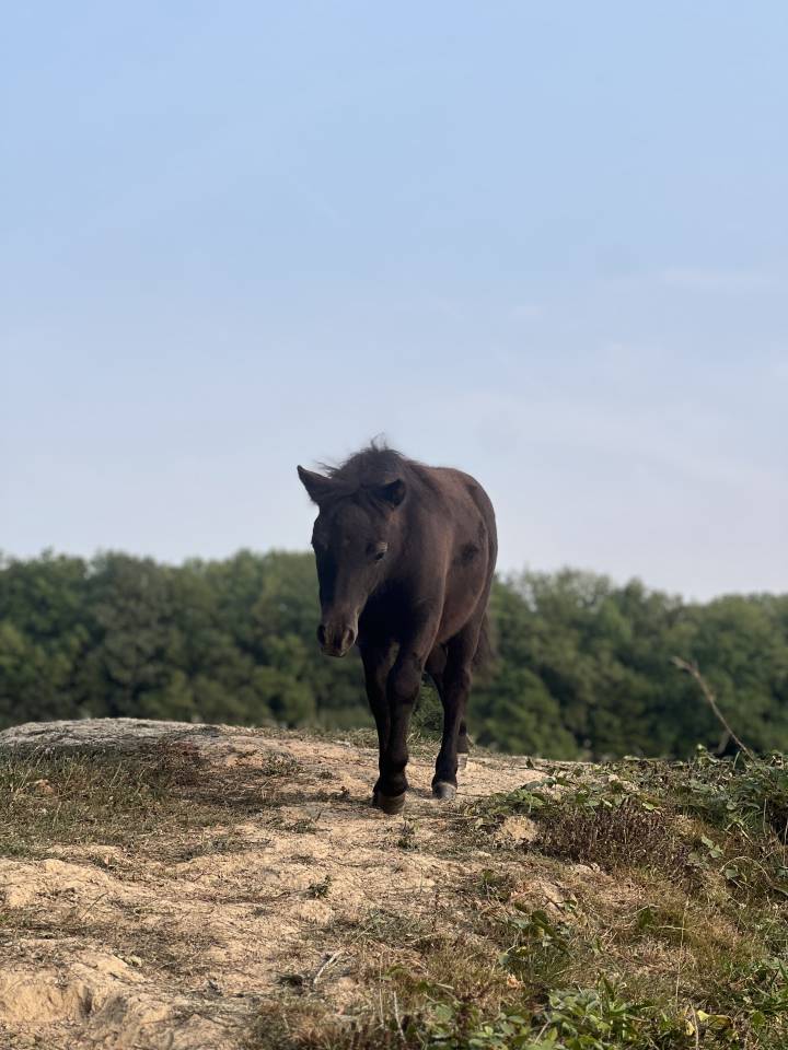 Broodmare Shetland Pony For sale 2017 Black