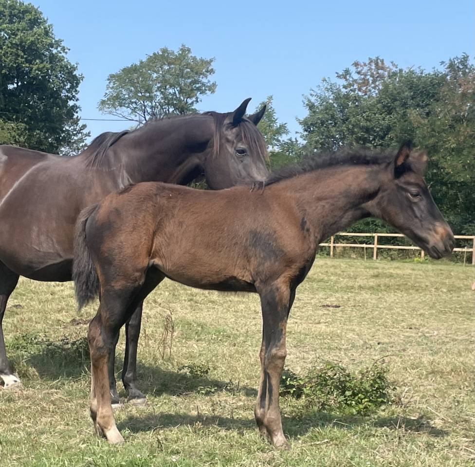 Filly Selle Français For sale 2025 Black