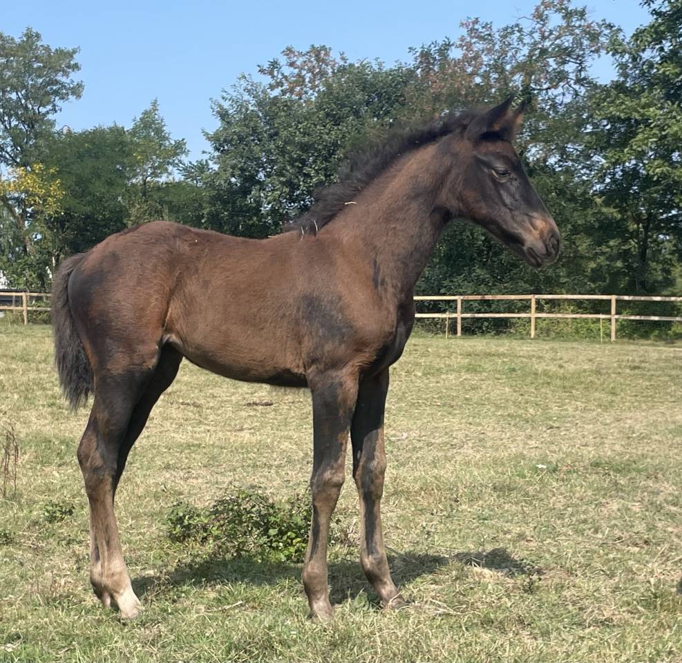 Filly Selle Français For sale 2025 Black
