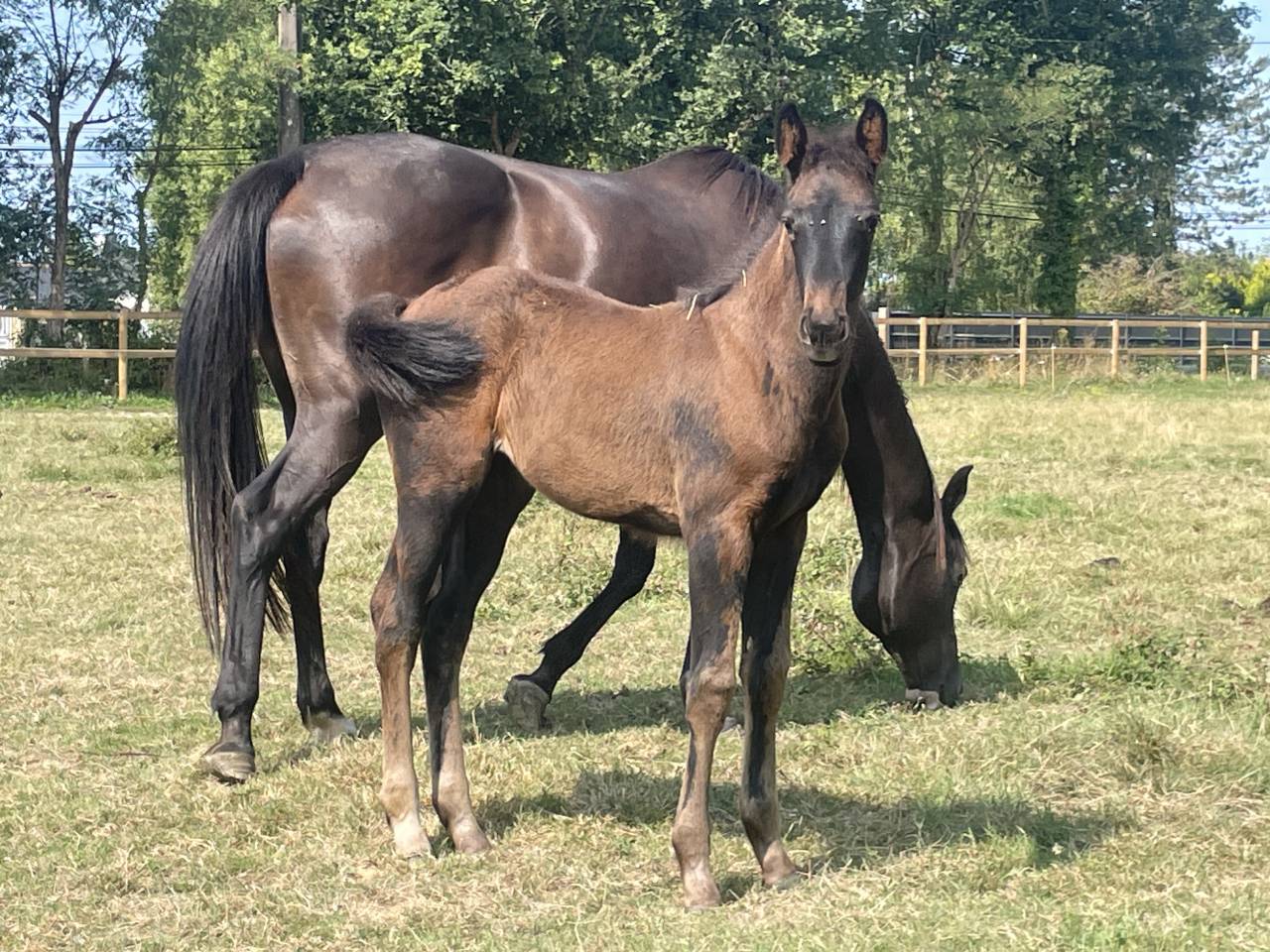 Filly Selle Français For sale 2025 Black