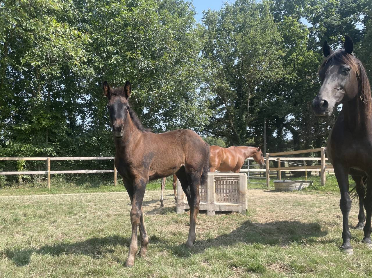 Filly Selle Français For sale 2025 Black