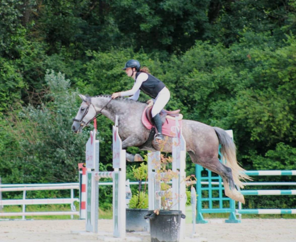 Mare Other Horse Breed For sale 2016 Grey