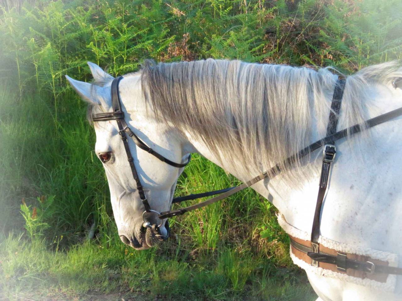 Gelding AQPS For sale 2015 Grey