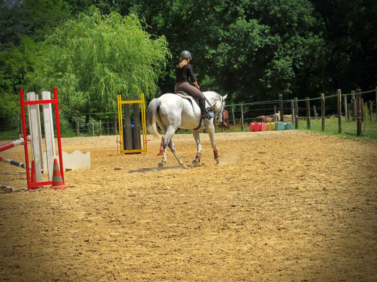 Gelding AQPS For sale 2015 Grey